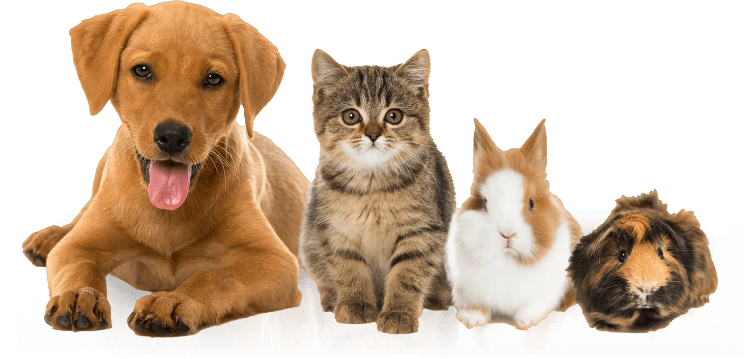 Chiens et chats Anihome