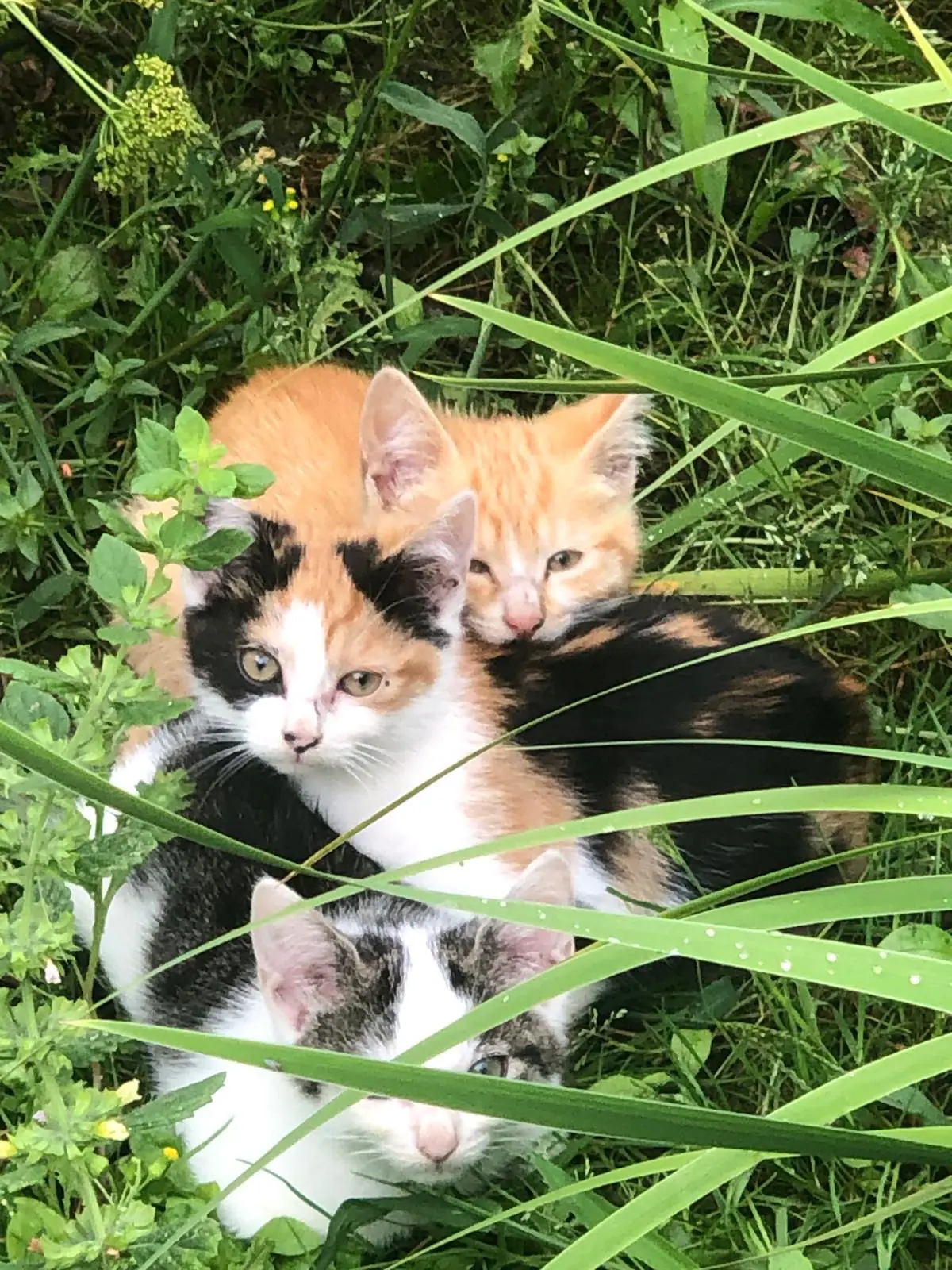 3 petits chatons qui ont trouvé une bonne maison