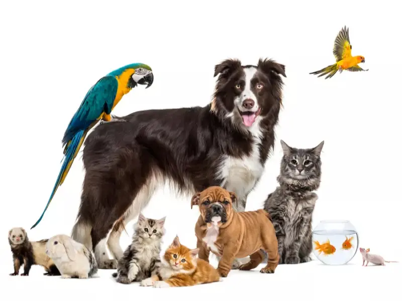 Comment bien choisir son petsitter ? Quelles sont les réglementations en France ?